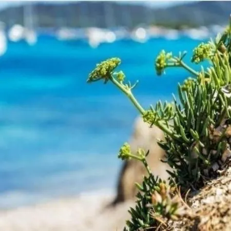Trois Iles 6 * Le Lavandou